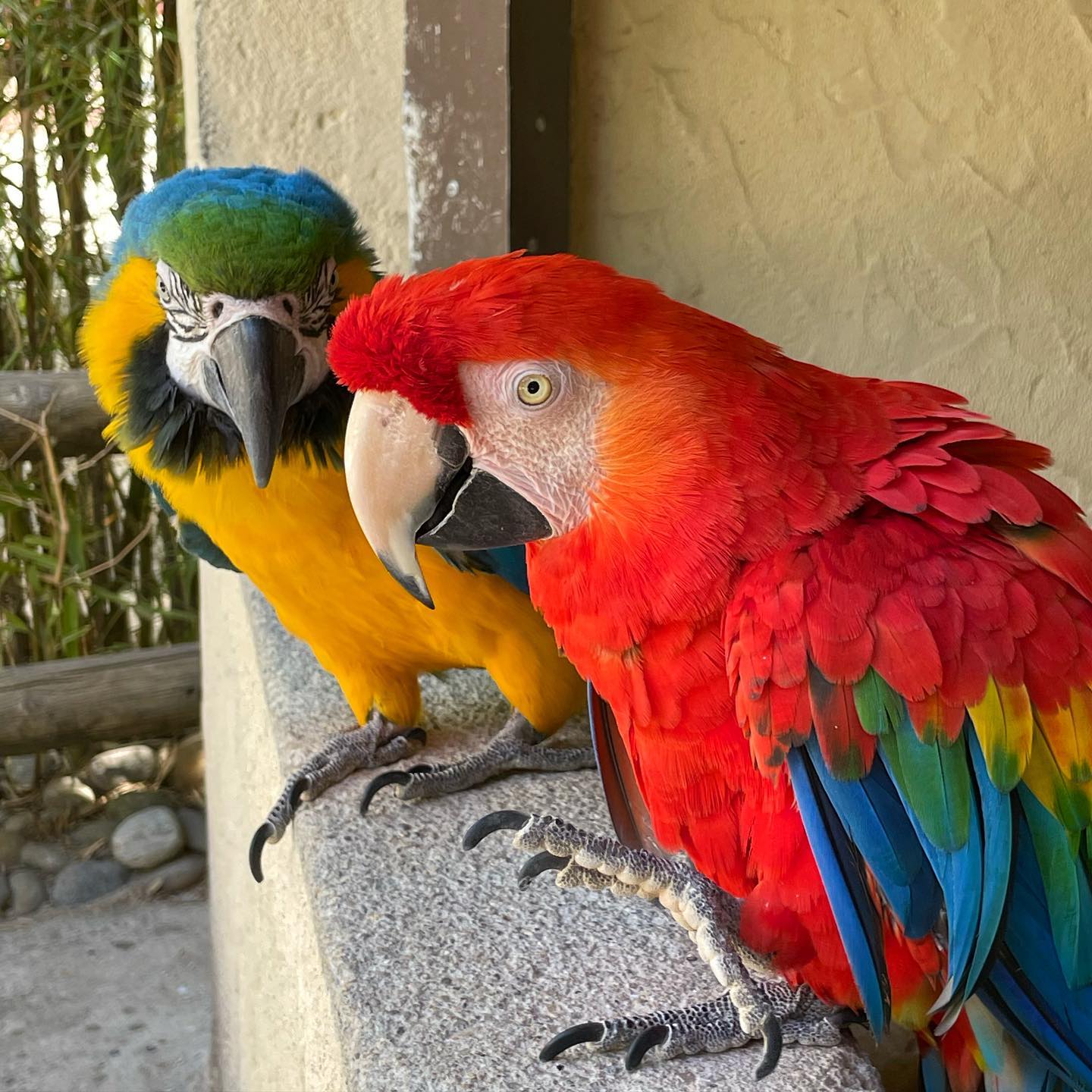 🦜 PACO & RITA 🦜

Quand Paco & Rita discute 🤗

Nos deux perroquets adorés se trouvent juste à côté de l’accueil et ils adorent quand vous venez leur parler 🤩

#parrots #jardindesbetes #gages #rodez #aveyrontourisme #perroquets #pacoetrita #paco #rita #parcattractions #parcanimalier #quefaireenaveyron #animalslovers #parrotslovers #JDB #parc2en1 #animaux #manèges #attractions